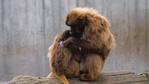 Close view of Baboons sitting Stock Footage 261190539