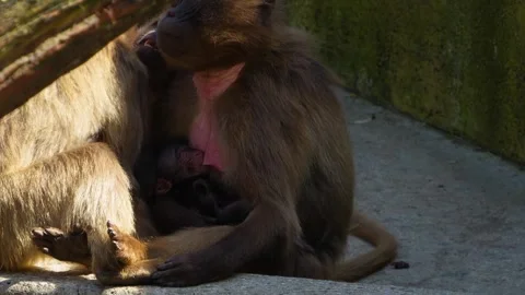 Close view of baby Baboon Stock Footage 273637595