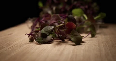 Close up view of baby beetroot, fresh and organic microgreens. Stock Footage 152589966