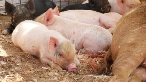 Close view of baby piglets sleeping, Sleeping view of baby piglets Video stock 147676926
