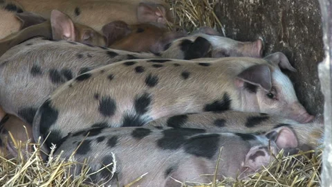 Close view of baby piglets sleeping, Sleeping view of baby piglets Stock Footage 153186171