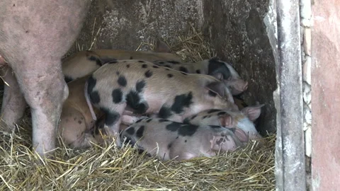 Close view of baby piglets sleeping, Sleeping view of baby piglets Video stock 153186386