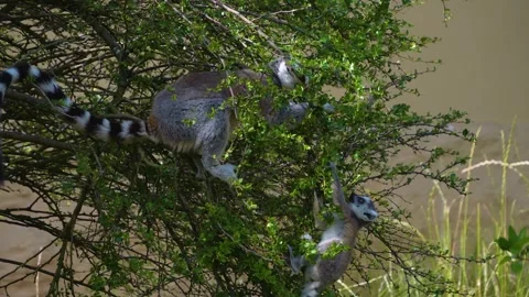 Close view of a baby ring tail Lemur Video stock 254133691