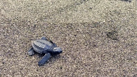 Close view of a baby sea turtle hatchling moving across textured coastal be.. Stock Footage 340059311