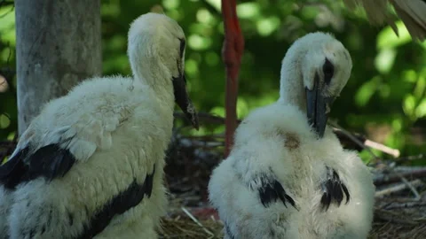 Close view of Baby storks sitting in a nest Stock Footage 263576511