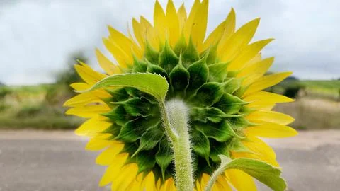 A close-up view from the back of a growing yellow sunflower Fotos Stock