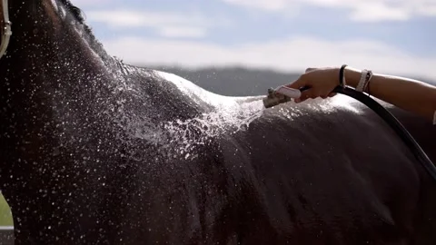 Close up view of a back of a horse washed by pretty female horse keeper. Water Video stock 227305032