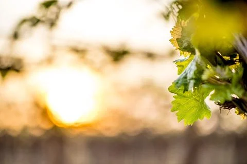 Close view of backlit grape vine leaves at sunrise Stock Photos