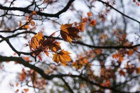 Close up view of backlit leaves on a tree in a park Stock Photos