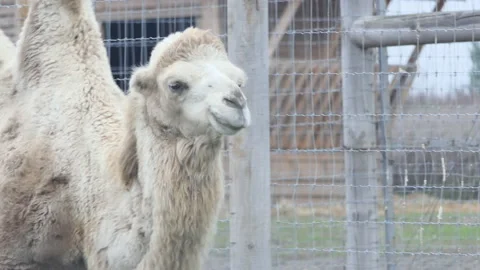 Close view of Bactrian camel walking in stony landscape in sunlight Stock Footage 219257360