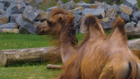 Close view of a bald camel Stock Footage 256107623