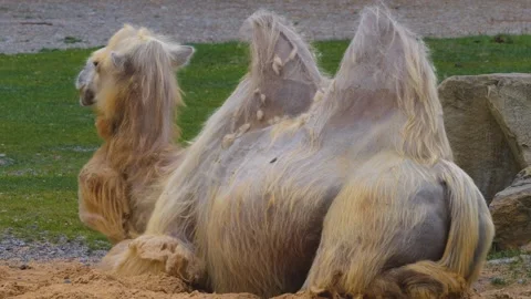 Close view a bald camel head Stock Footage 256111544