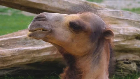 Close view a bald camel head Stock Footage 256111569