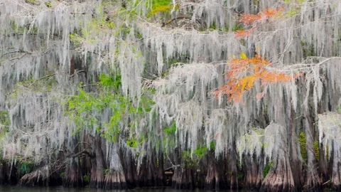 Close up view of the Bald Cypress trees in late autumn at Caddo lake state .. Stock Footage 322896439