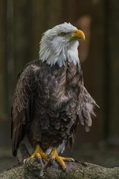 Close up view of a bald eagle perched on a branch Stock Photos