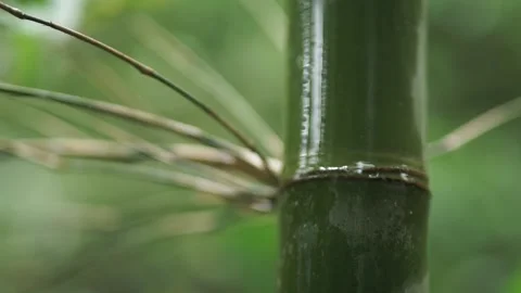Close-up view of bamboo. Stock Footage 148654960