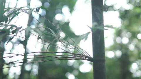 Close-up view of bamboo leaves. Video stock 148654672