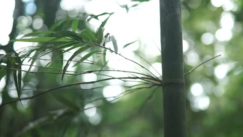 Close-up view of bamboo leaves. Video stock 148654798