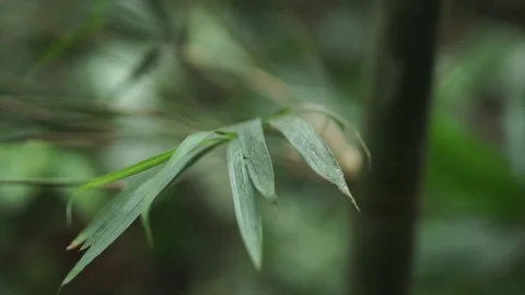 Close-up view of bamboo leaves. Stock Footage 148654876