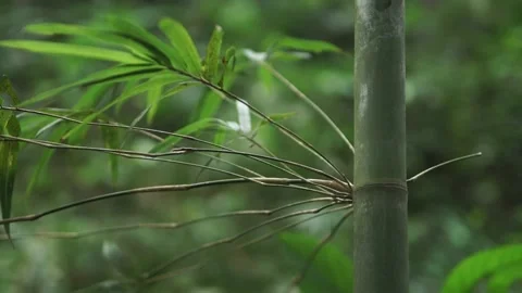 Close-up view of bamboo leaves. Video stock 148654879