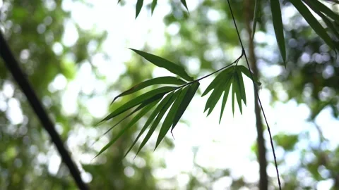 Close-up view of bamboo leaves. Video stock 148654957