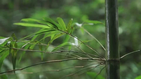 Close-up view of bamboo leaves. Stock Footage 148655032