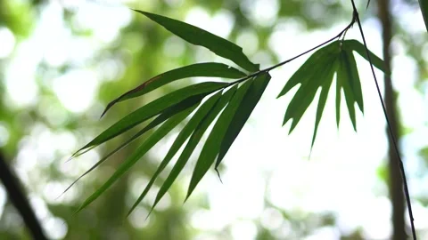 Close-up view of bamboo leaves. Video stock 148655832