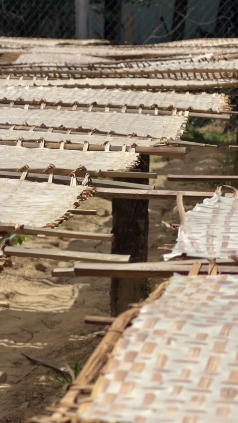 Close view of bamboo trays filled with drying rice sheets across a wide yard 库存影片 329428072