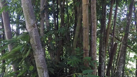 Close view of bamboo tree in highlands of Borneo, Malaysia Stock Footage 143971552