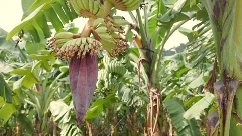 Close view of a banana flower within a tropical plantation, its deep purple Stock Footage 325514271