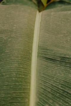 Close up view of banana leaf with mud from the rain. Plants texture in nature Stock Photos
