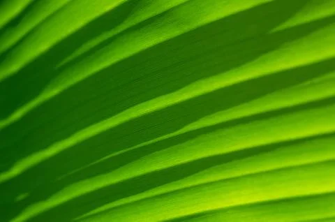 Close up view of a banana leaf Stock Photos