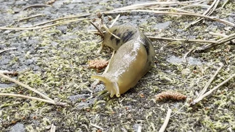 Close View of a Banana Slug Gliding Over Mossy Ground Stock Footage 339378356