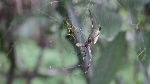 Close view of a banana spider on a web eating an insect Stock-Footage 122307302