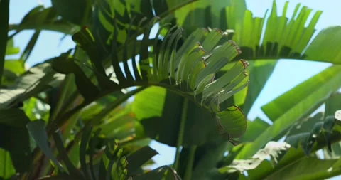 Close up view of banana tree with huge green leaves. Green tropical banana Stock Footage 219558863