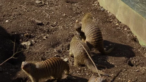 Close view of a banded mongoose Stock Footage 271207459