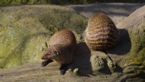 Close view of a banded mongoose Stock Footage 271207605