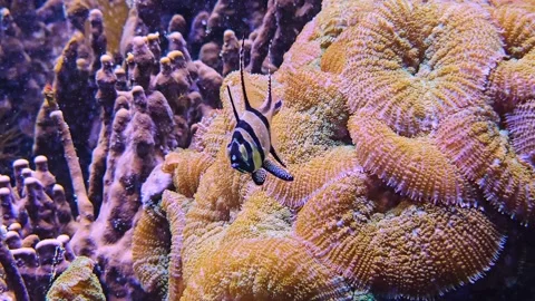 Close up view of a Banggai cardinalfish Stock Footage 264124083