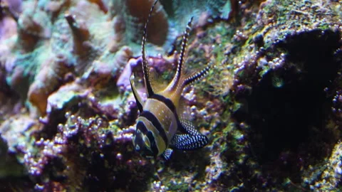 Close view of a Banggai cardinalfish Stock Footage 278047100