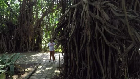 Close up view of Banyan tree, KLCC park, Kuala Lumpur, Malaysia Stock Footage 165214263