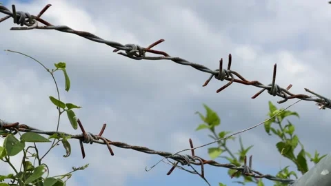 A close view of barbed wire wrapped with small patches of green growth set Vídeo Stock 322574371
