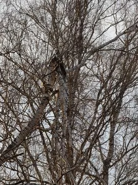 Close-up view of bare birch tree branches in winter light Stock Photos