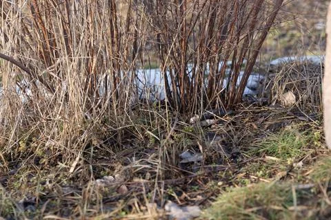 Close view of bare shrubs and dried grass during early spring. Seasonal natur Stock Photos