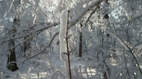 Close up view of bare tree branches with needle frost on it. Stock Footage 144874369