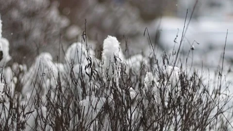 Close up view of bare tree branches and dry foliage covered with fluffy white Video stock 329214134