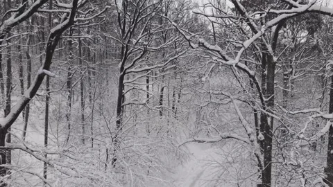Close view of bare tree branches covered in fresh snow in a quiet winter Stock-Footage 331070486
