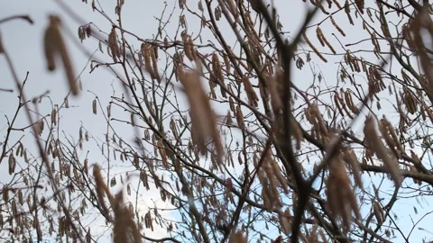 Close up view of bare tree branches featuring many long catkins moving gently Video stock 332472925