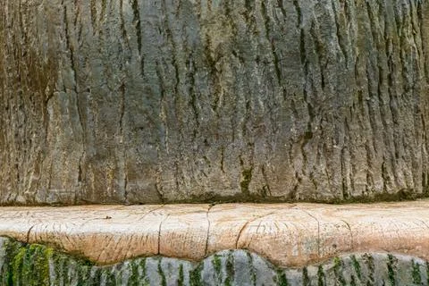 Close view of the bark on a large tree showing texture and details during d.. Stock Photos