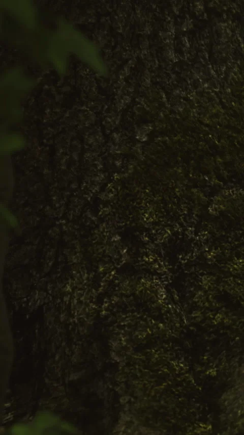 Close view of bark texture on a tree in a forest during daylight Stock Footage 346757403
