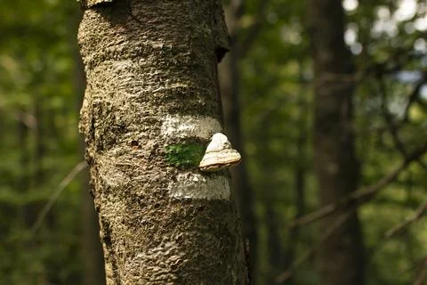 Close-up view bark tree trunk with trail marking green stripe white stripes.. Photos